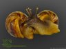 Achatina reticulata - 